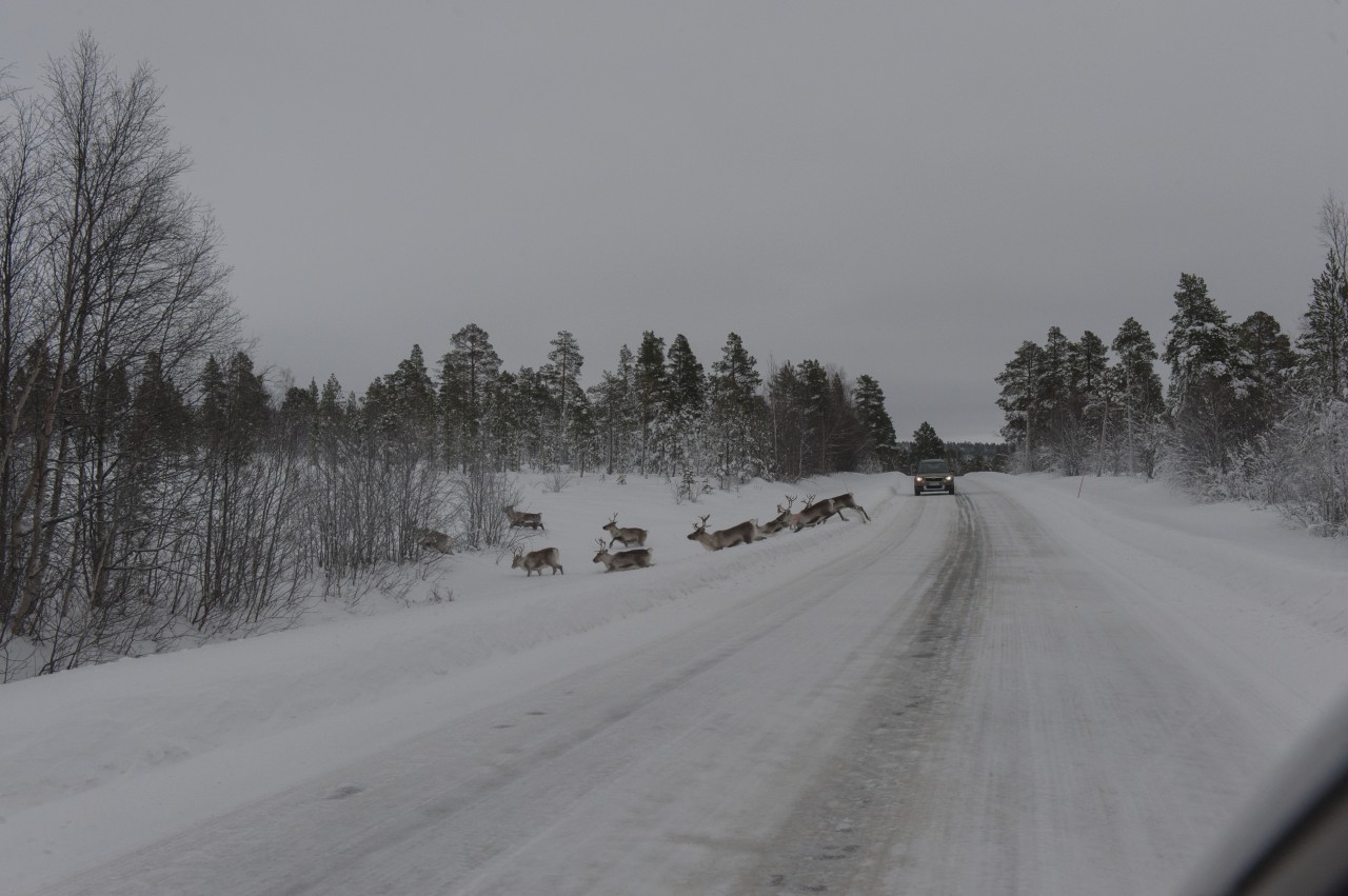 En voiture sur les routes de Laponie entre la Finlande et la Norvège.
