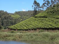 munnar-001