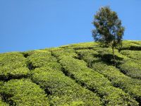 munnar-003