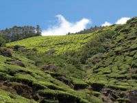 munnar-004