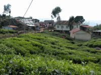 munnar-008