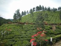 munnar-014