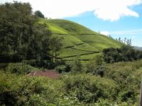 munnar-023