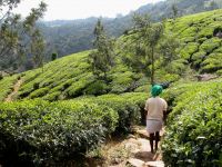 munnar-125