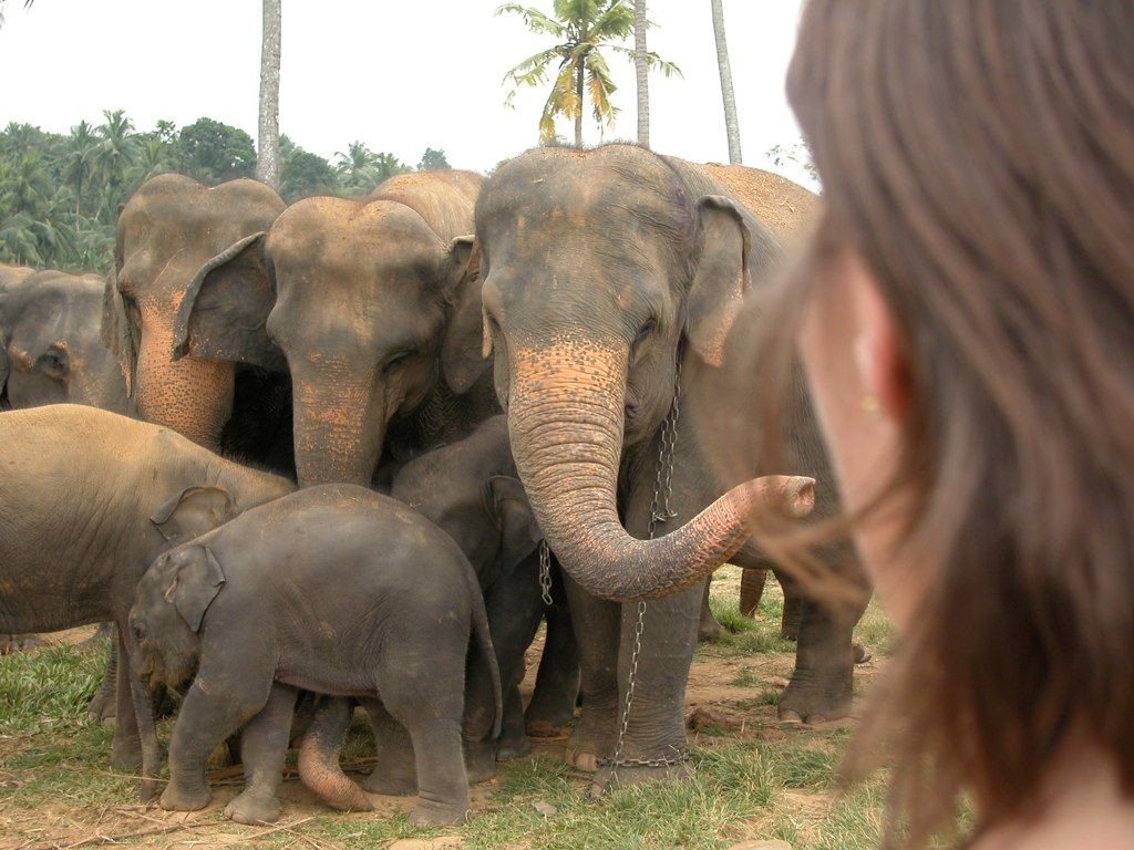A la rencontre des éléphants à Kandy et Pinewalla