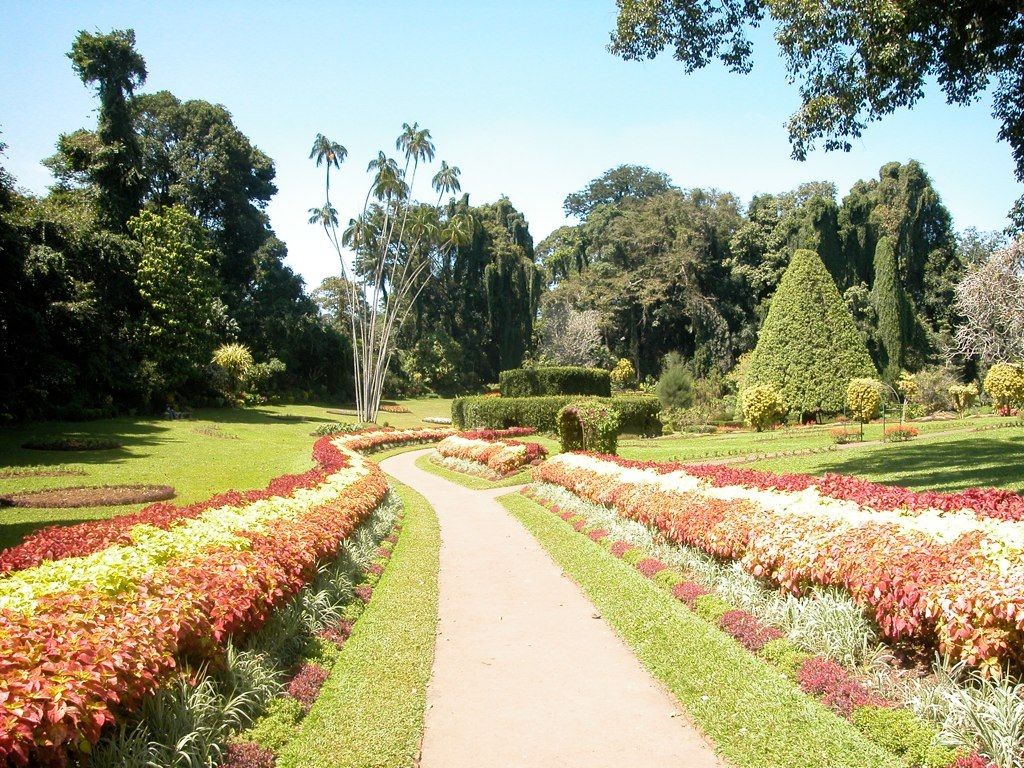 Peradeniya Botanical garden de Kandy