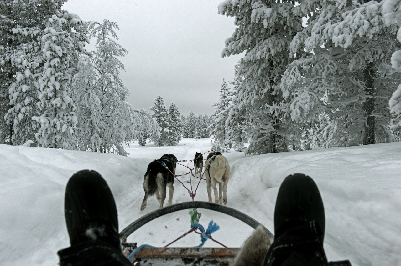 4h de balade en chiens de traineaux en Laponie