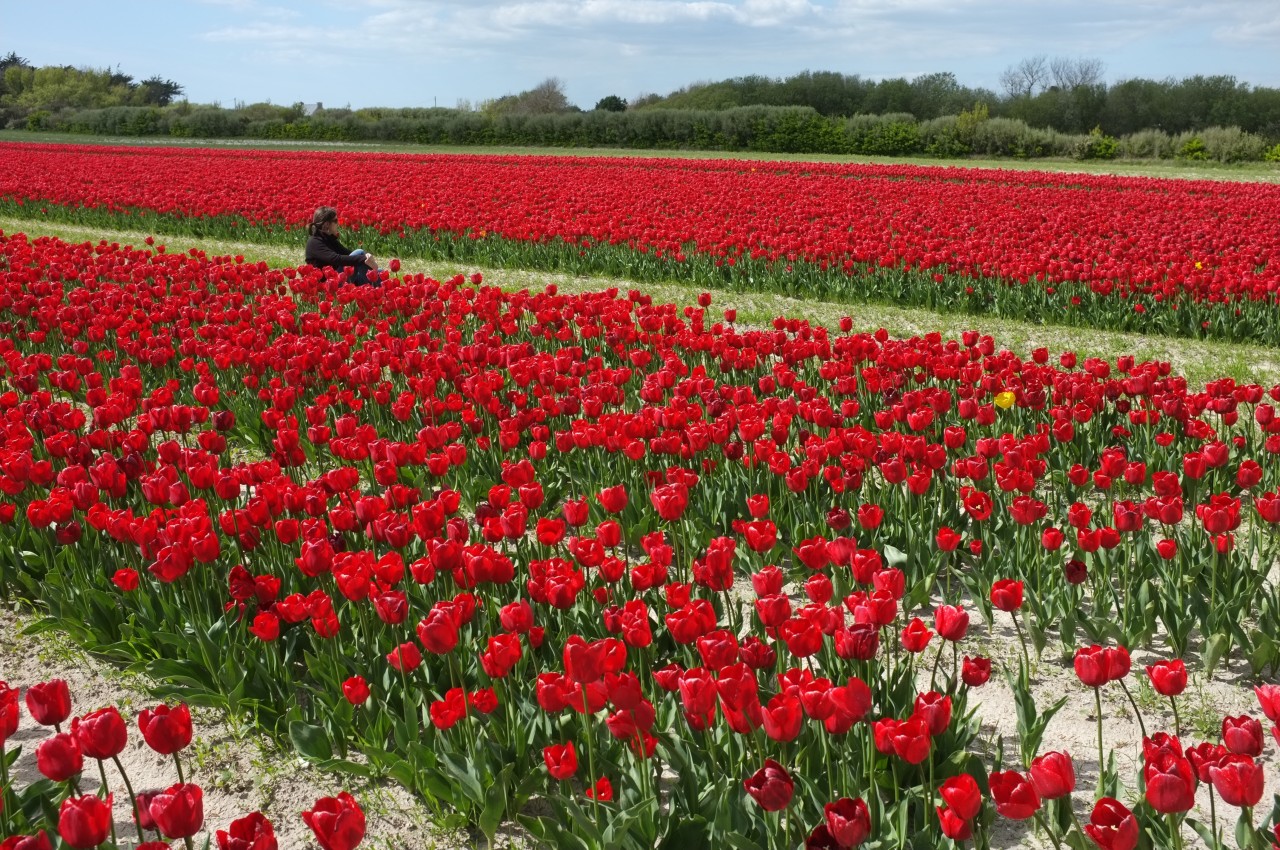 Les tulipes de la Torche (France-Bretagne-29)
