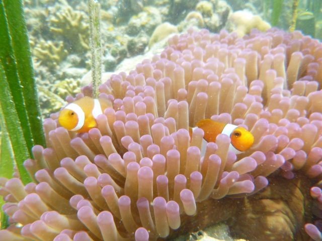 Snorkeling sur l'ile de waleakodi (iles Togian-Sulawesi-Indonésie)