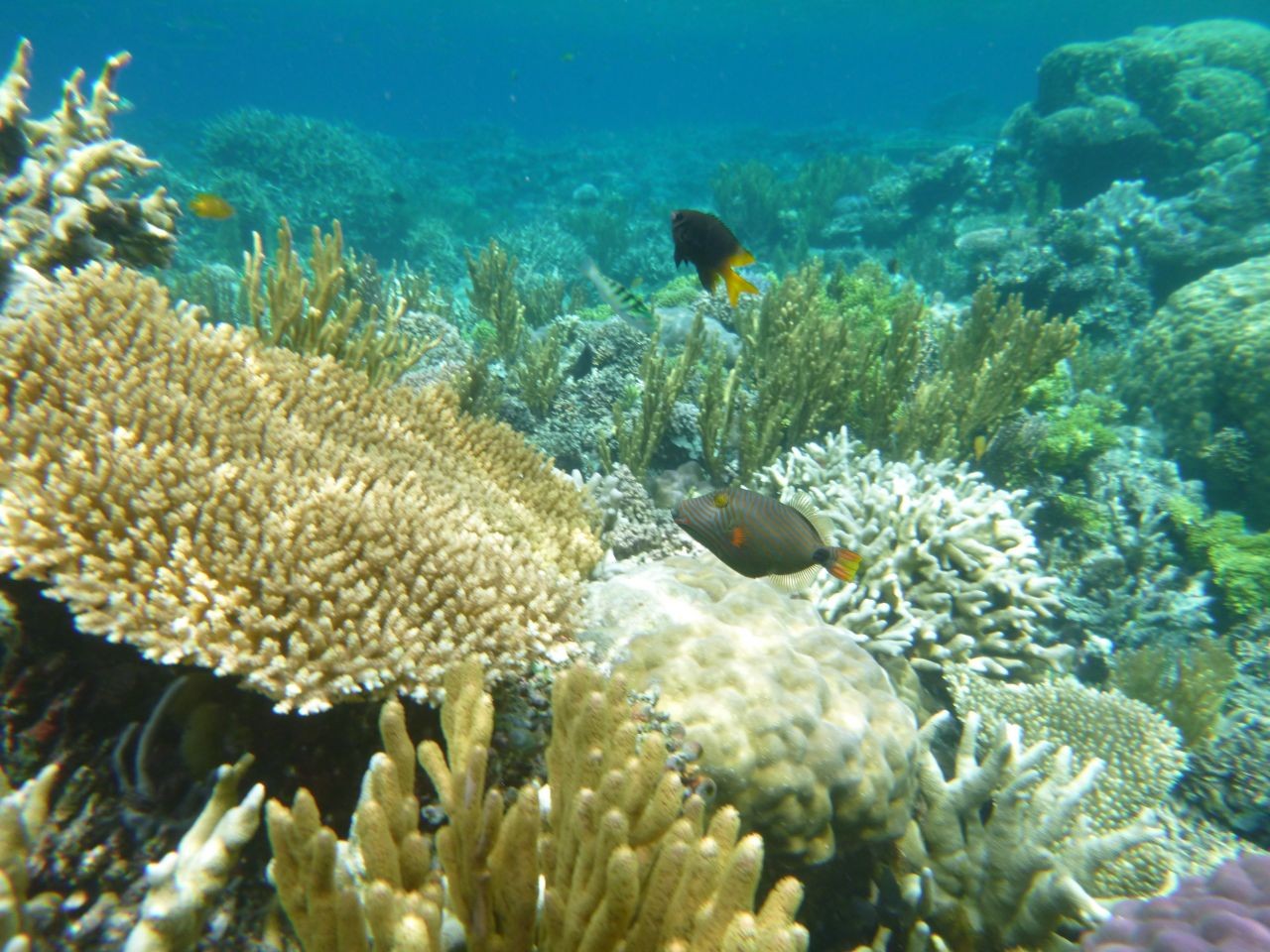Snorkeling sur le reef number 5 dans les iles Togian (Sulawesi-Indonésie)