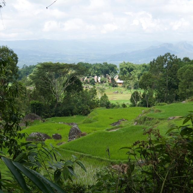 Que faire au pays Toraja ? (Sulawesi-Indonésie)