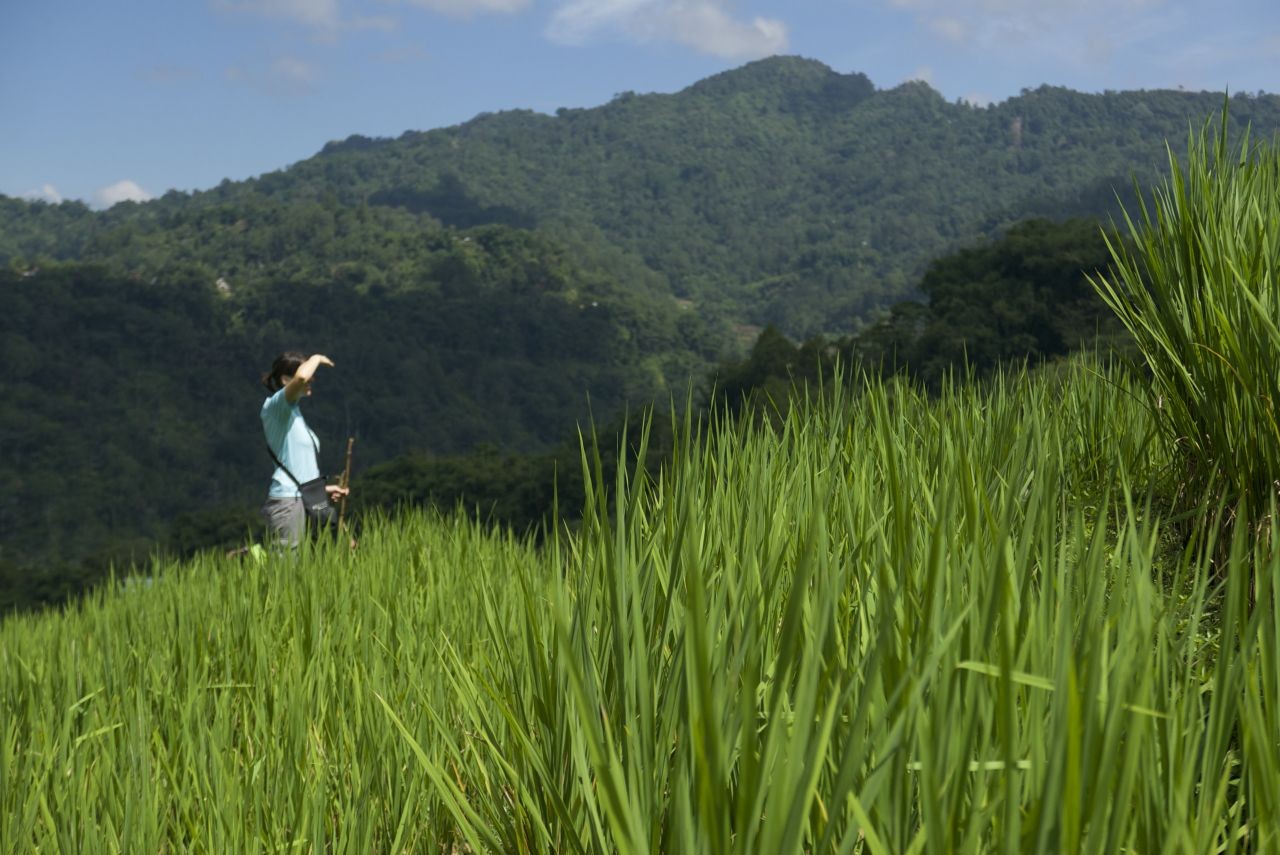 Faire un trek au pays Toraja (Sulawesi-Indonésie)