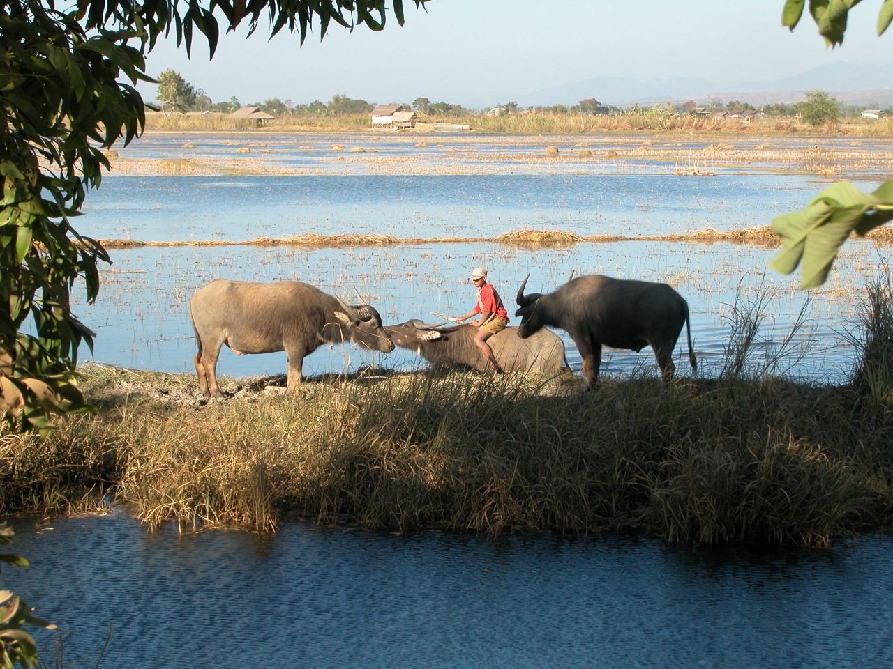 Le lac Inlé (Birmanie)