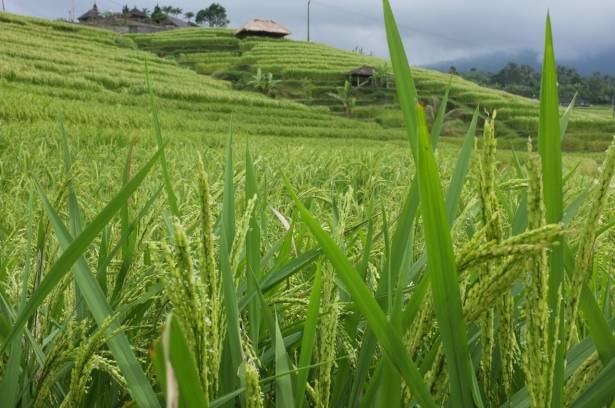 Un tour en taxi (Jatiluwih, Munduk, Bedugul)