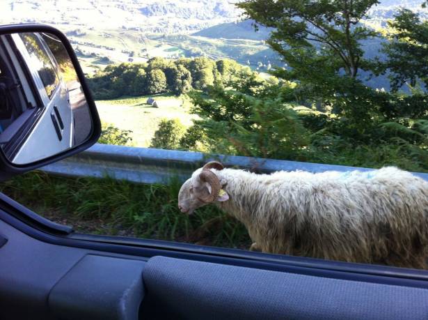 Qui va gagner la course? Van contre moutons